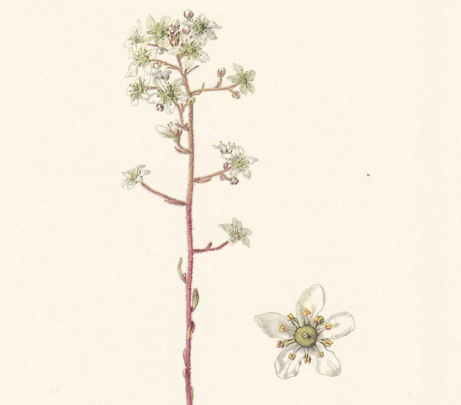 1960 LIFELONG SAXIFRAGE Print - Botanical Print - Flower Print - Flower Wall Art - Vintage Plant Print - 7.5 x 10.6 Inches