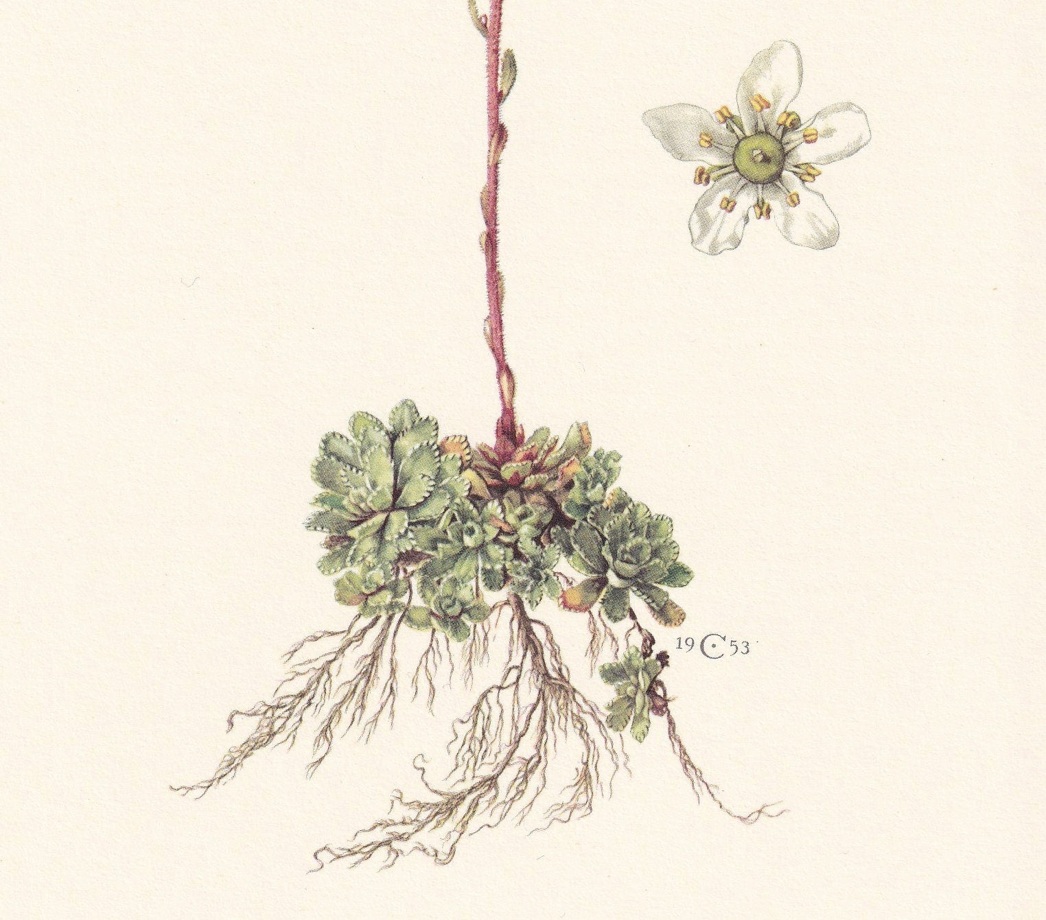 1960 LIFELONG SAXIFRAGE Print - Botanical Print - Flower Print - Flower Wall Art - Vintage Plant Print - 7.5 x 10.6 Inches