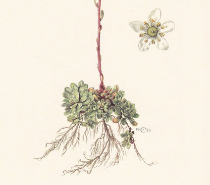 1960 LIFELONG SAXIFRAGE Print - Botanical Print - Flower Print - Flower Wall Art - Vintage Plant Print - 7.5 x 10.6 Inches