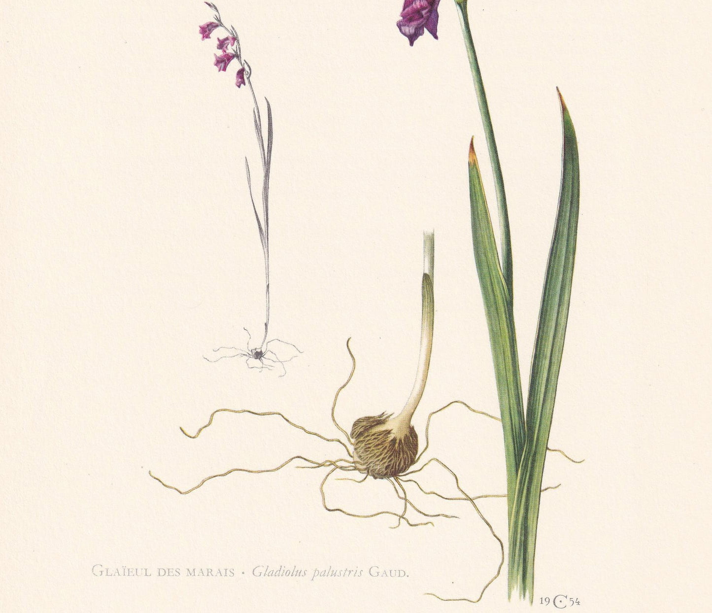 1960 MARSH GLADIOLUS FLOWER Print - Botanical Print - Botanical Illustration - Plant Wall Art - Vintage Plant Print - 7.5 x 1