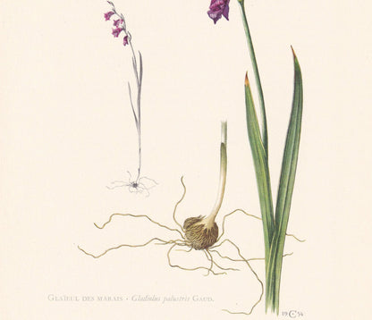 1960 MARSH GLADIOLUS FLOWER Print - Botanical Print - Botanical Illustration - Plant Wall Art - Vintage Plant Print - 7.5 x 1