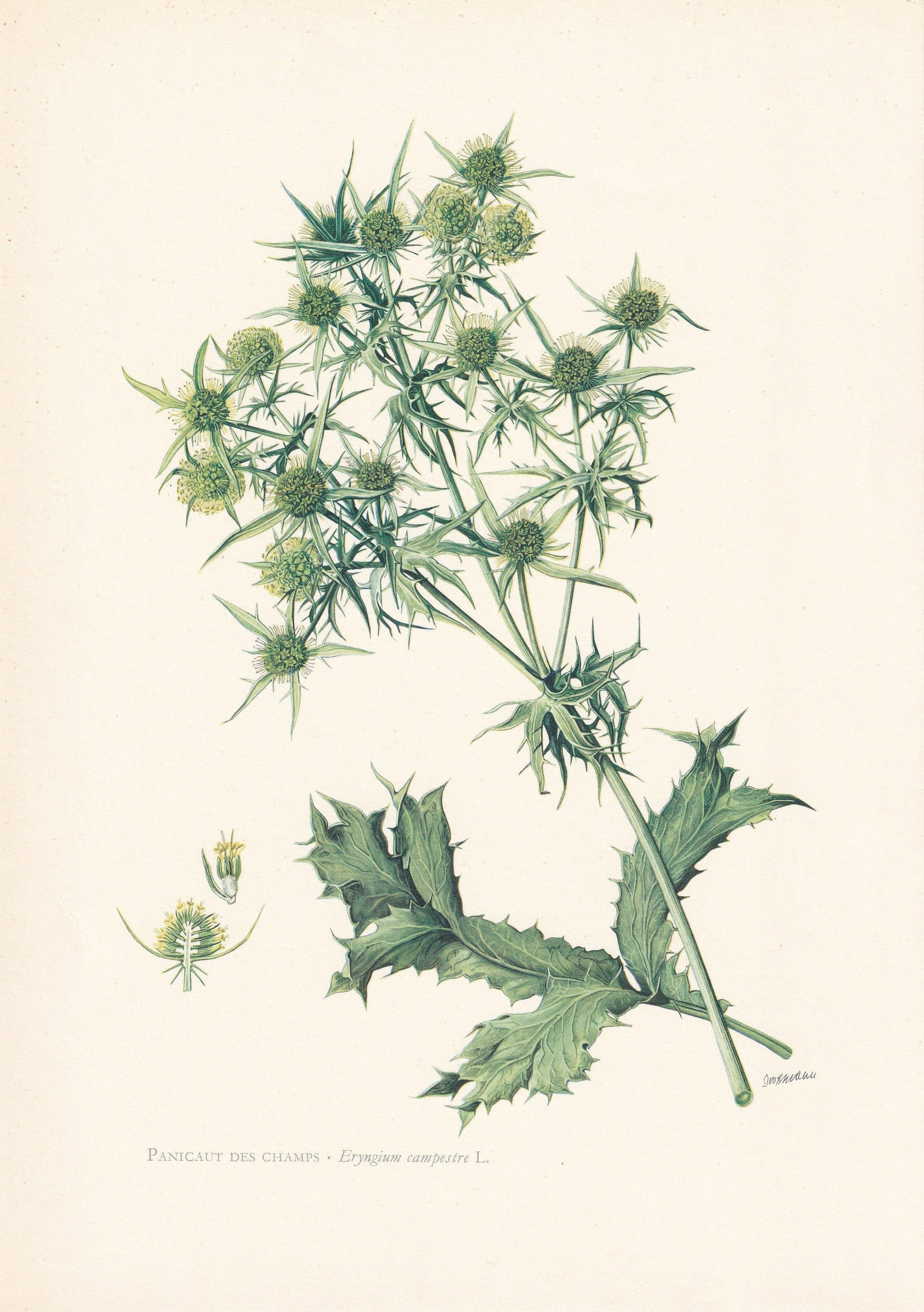 1960 ERYNGO THISTLE Print - Botanical Print - Flower Print - Flower Wall Art - Vintage Plant Print - 7.5 x 10.6 Inches