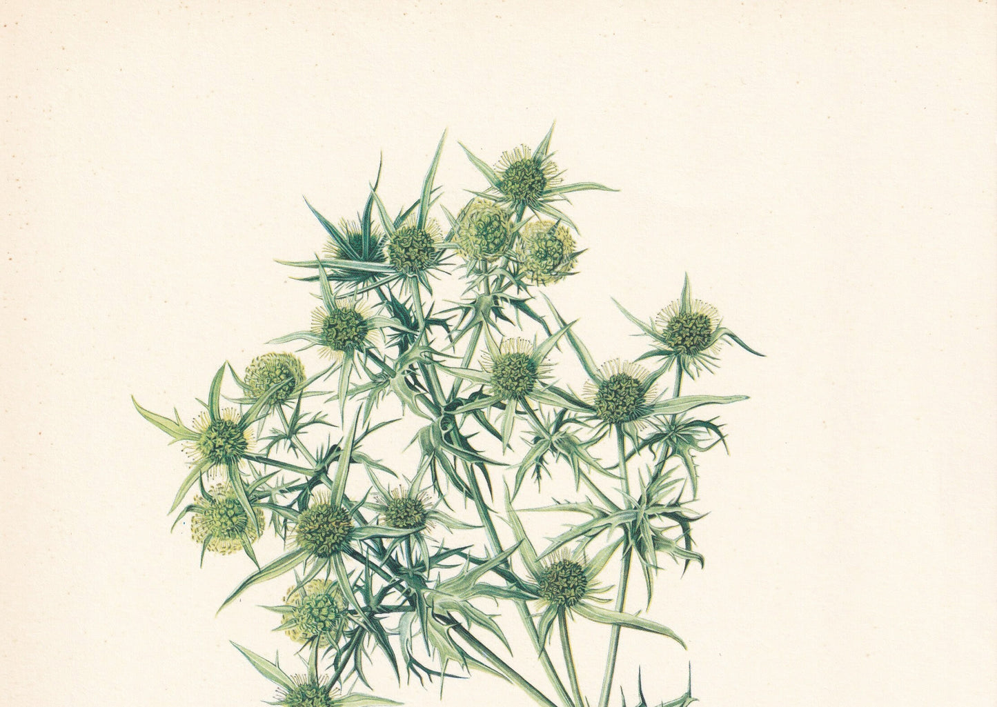 1960 ERYNGO THISTLE Print - Botanical Print - Flower Print - Flower Wall Art - Vintage Plant Print - 7.5 x 10.6 Inches