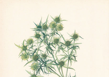 1960 ERYNGO THISTLE Print - Botanical Print - Flower Print - Flower Wall Art - Vintage Plant Print - 7.5 x 10.6 Inches