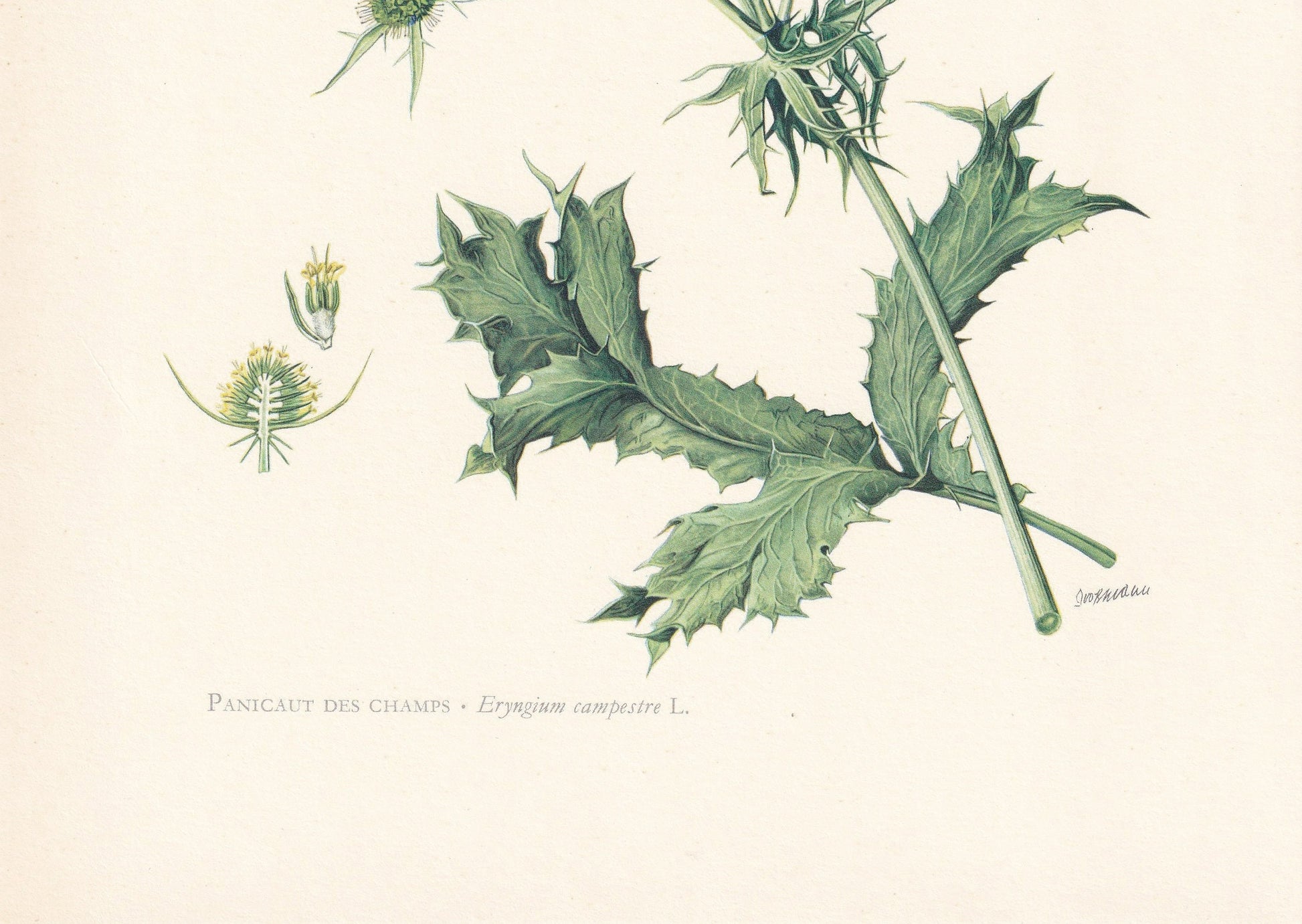 1960 ERYNGO THISTLE Print - Botanical Print - Flower Print - Flower Wall Art - Vintage Plant Print - 7.5 x 10.6 Inches