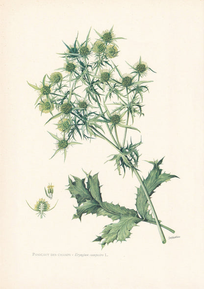 1960 ERYNGO THISTLE Print - Botanical Print - Flower Print - Flower Wall Art - Vintage Plant Print - 7.5 x 10.6 Inches