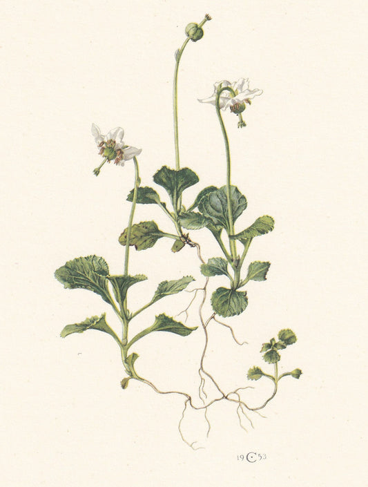 1960 WOOD NYMPH FLOWER Print - Botanical Print - Flower Print - Flower Wall Art - Vintage Plant Print - 7.5 x 10.6 Inches