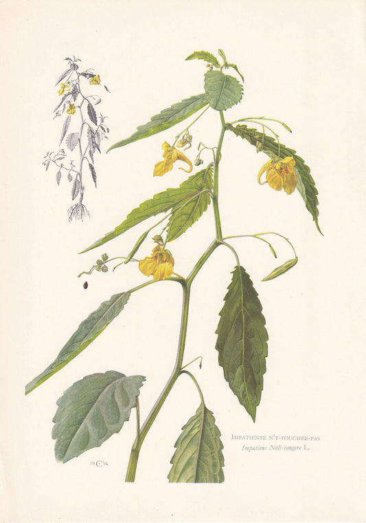 1960 TOUCH-ME-NOT Print - Botanical Print - Flower Print - Flower Wall Art - Vintage Plant Print - 7.5 x 10.6 Inches