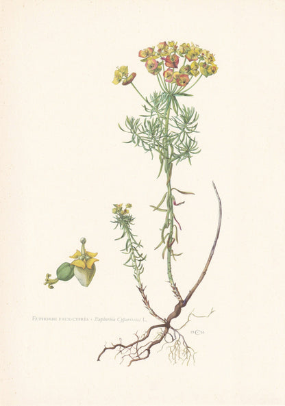 1960 CYPRESS SPURGE Print - Botanical Print - Flower Print - Flower Wall Art - Vintage Plant Print - 7.5 x 10.6 Inches