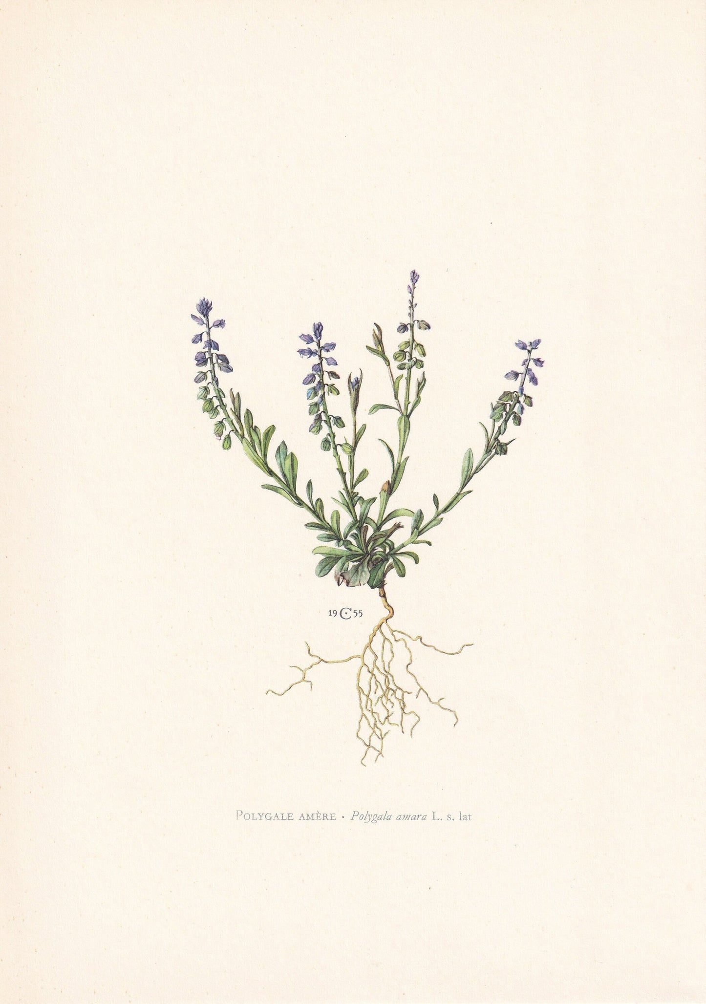 1960 BITTER MILKWORT Print - Botanical Print - Flower Print - Flower Wall Art - Vintage Plant Print - 7.5 x 10.6 Inches