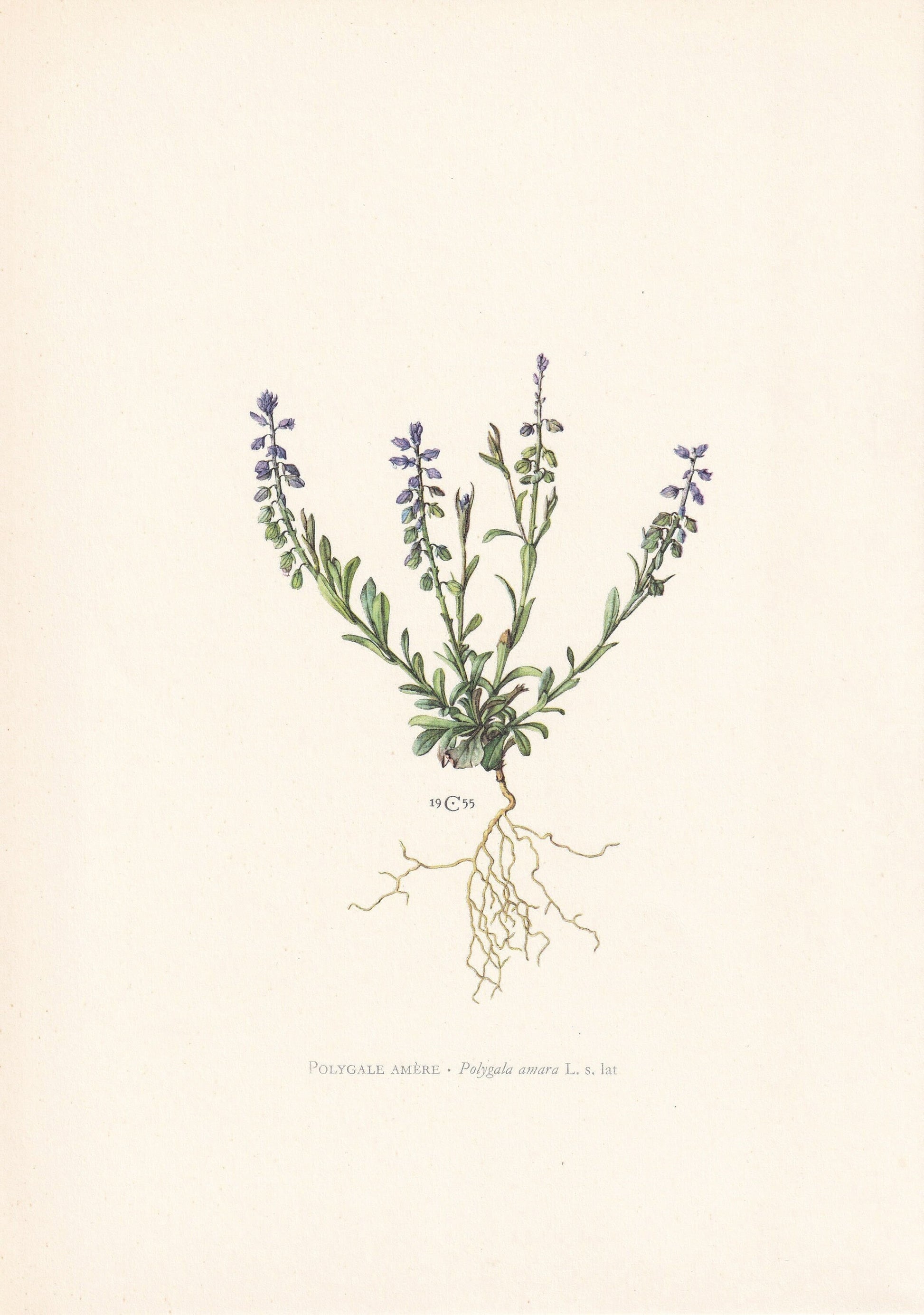 1960 BITTER MILKWORT Print - Botanical Print - Flower Print - Flower Wall Art - Vintage Plant Print - 7.5 x 10.6 Inches