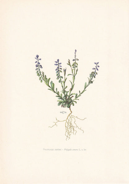 1960 BITTER MILKWORT Print - Botanical Print - Flower Print - Flower Wall Art - Vintage Plant Print - 7.5 x 10.6 Inches