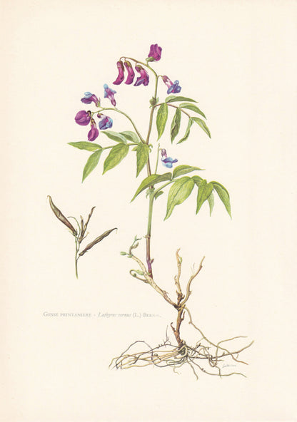 1960 SPRING PEA Print - Botanical Print - Flower Print - Flower Wall Art - Vintage Plant Print - 7.5 x 10.6 Inches