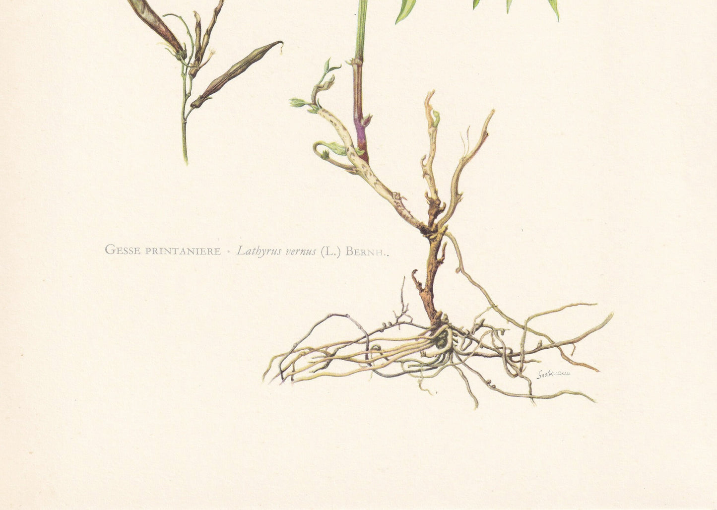 1960 SPRING PEA Print - Botanical Print - Flower Print - Flower Wall Art - Vintage Plant Print - 7.5 x 10.6 Inches