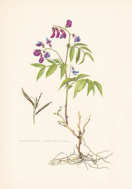 1960 SPRING PEA Print - Botanical Print - Flower Print - Flower Wall Art - Vintage Plant Print - 7.5 x 10.6 Inches