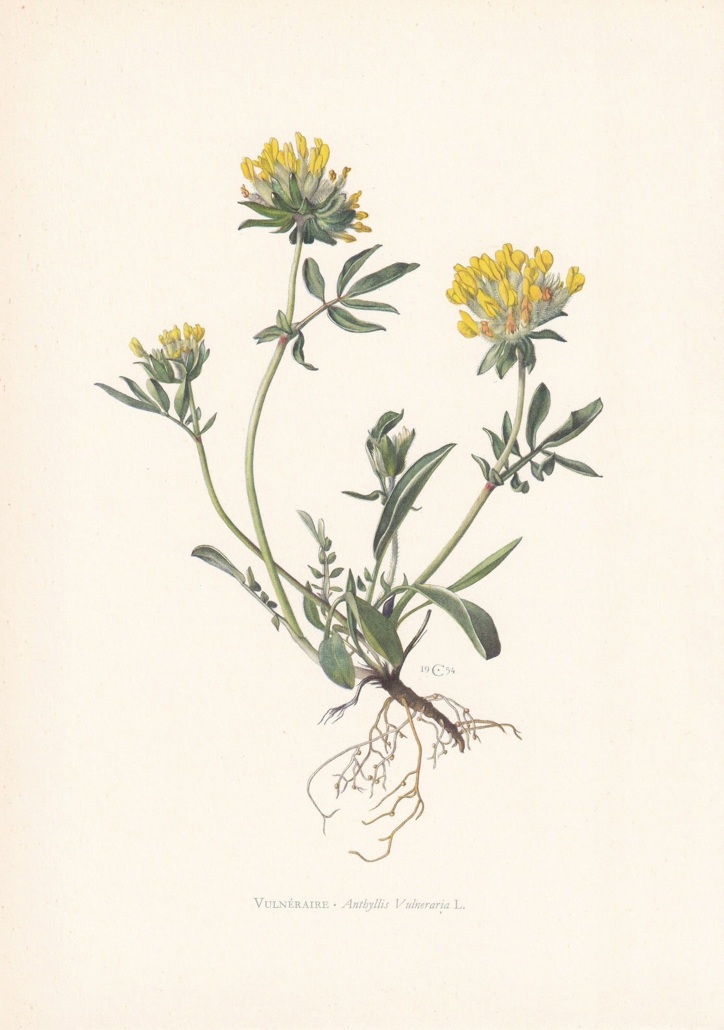 1960 KIDNEY VETCH Print - Botanical Print - Flower Print - Flower Wall Art - Vintage Plant Print - 7.5 x 10.6 Inches