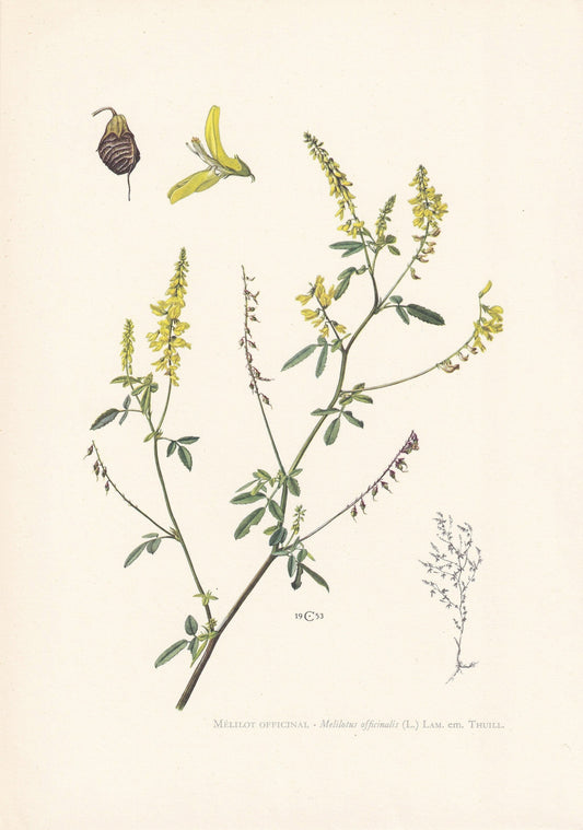 1960 YELLOW SWEET CLOVER Print - Botanical Print - Flower Print - Flower Wall Art - Vintage Plant Print - 7.5 x 10.6 Inches
