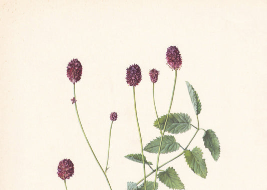 1960 GREAT BURNET Print - Botanical Print - Flower Print - Flower Wall Art - Vintage Plant Print - 7.5 x 10.6 Inches