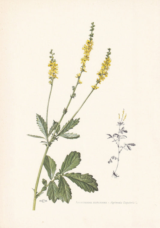1960 COMMON AGRIMONY Print - Botanical Print - Flower Print - Flower Wall Art - Vintage Plant Print - 7.5 x 10.6 Inches