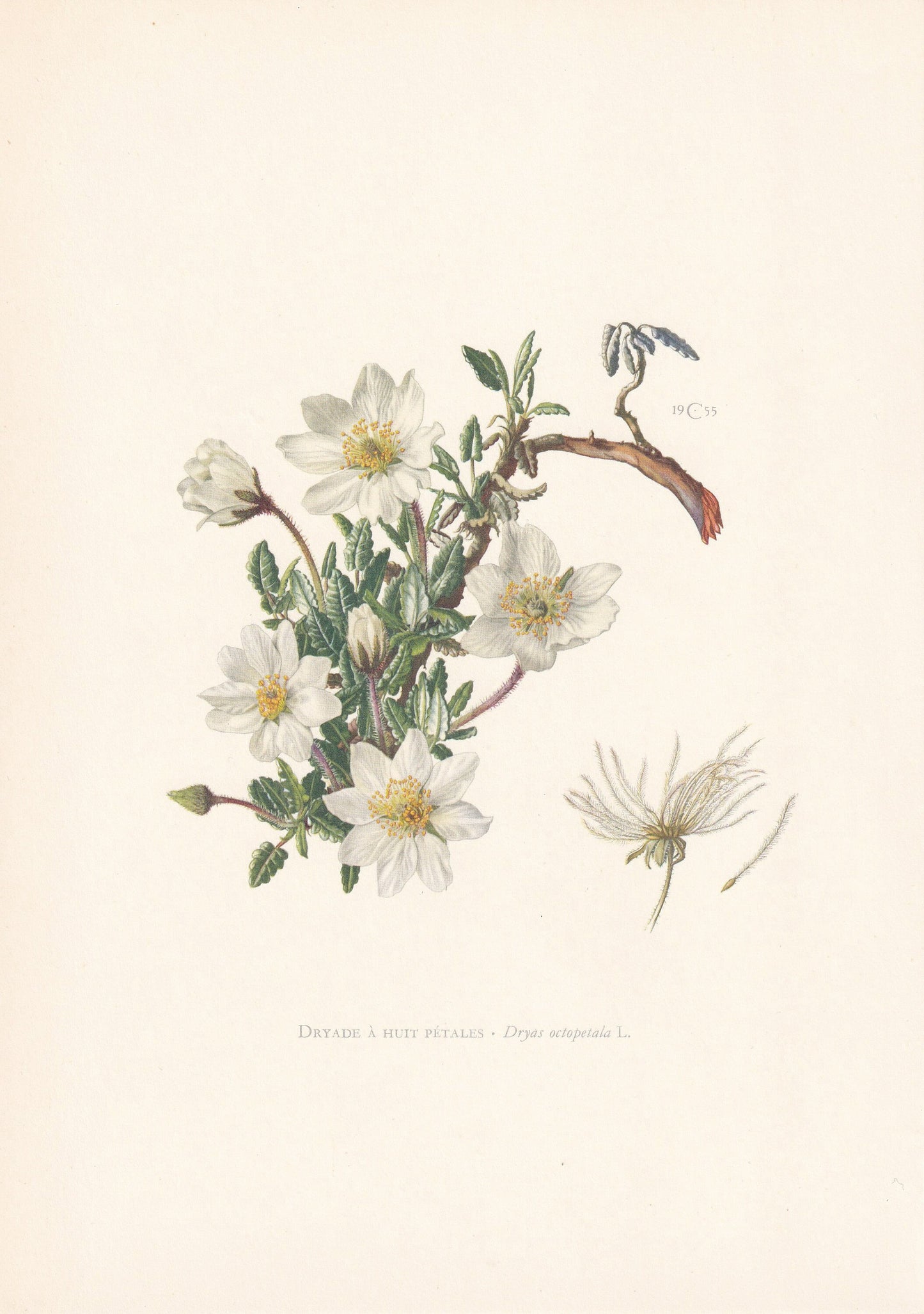 1960 MOUNTAIN AVENS Print - Botanical Print - Flower Print - Flower Wall Art - Vintage Plant Print - 7.5 x 10.6 Inches