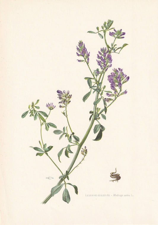 1960 ALFALFA (LUCERNE) Print - Botanical Print - Flower Print - Flower Wall Art - Vintage Plant Print - 7.5 x 10.6 Inches