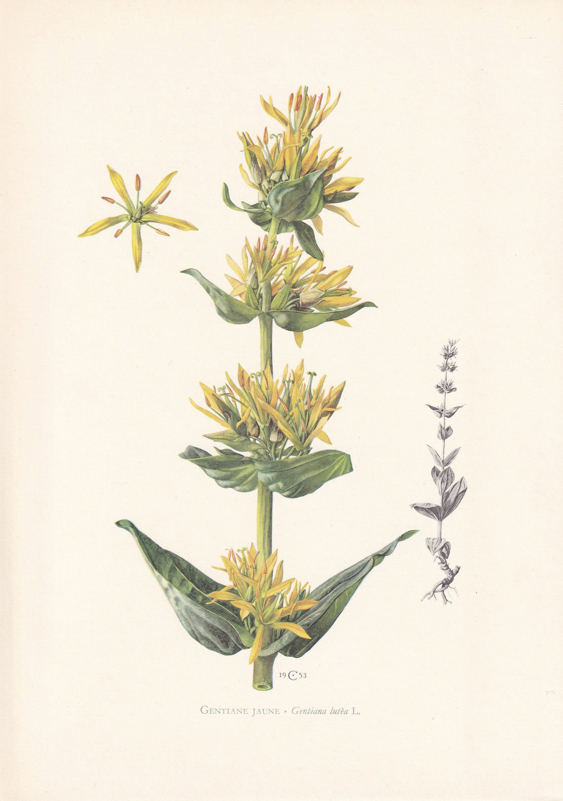 1960 GREAT YELLOW GENTIAN Print - Botanical Print - Flower Painting - Flower Wall Art - Vintage Plant Print - 7.5 x 10.6 Inches