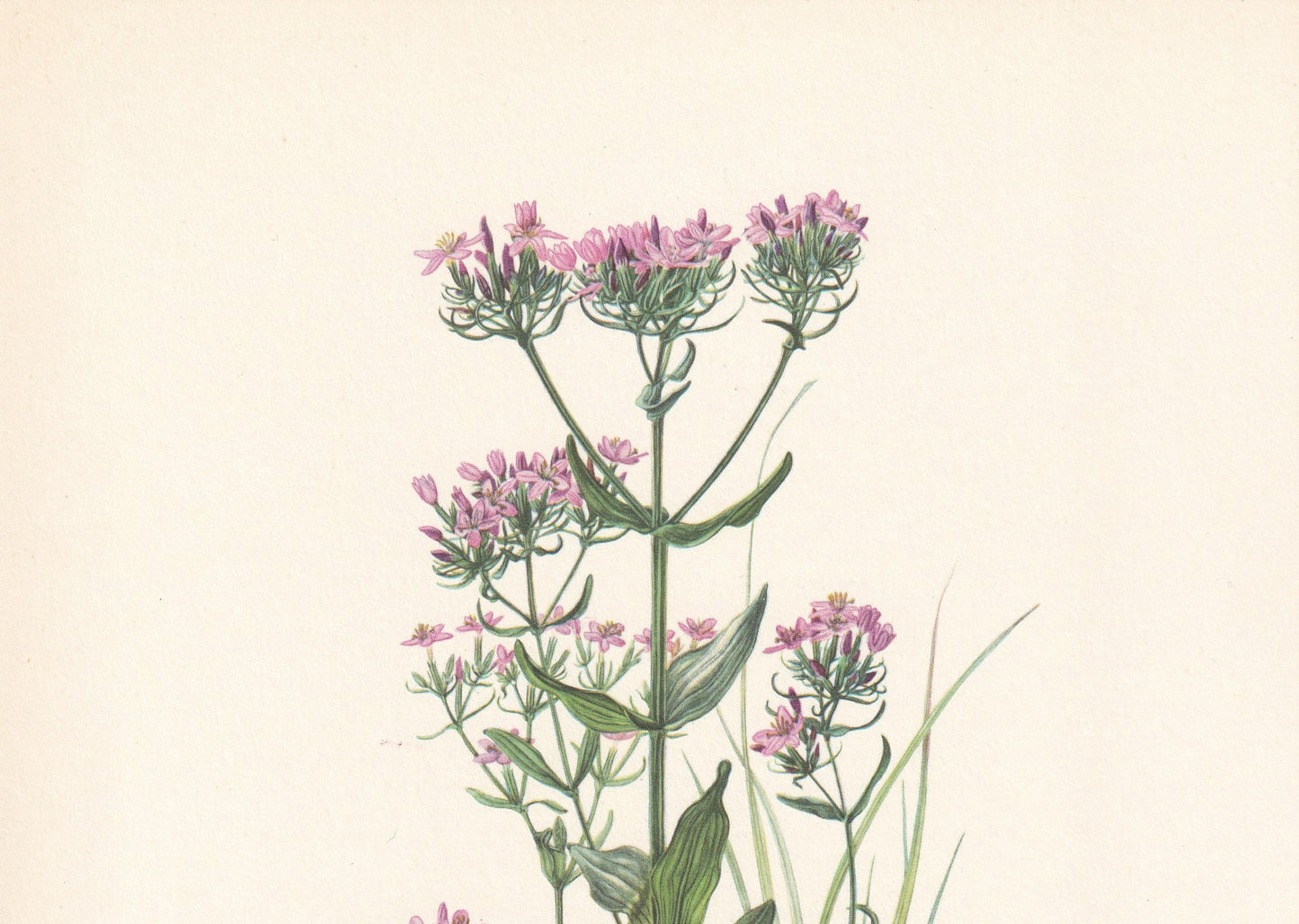 1960 COMMON CENTAURY Print - Botanical Print - Flower Painting - Flower Wall Art - Vintage Plant Print - 7.5 x 10.6 Inches