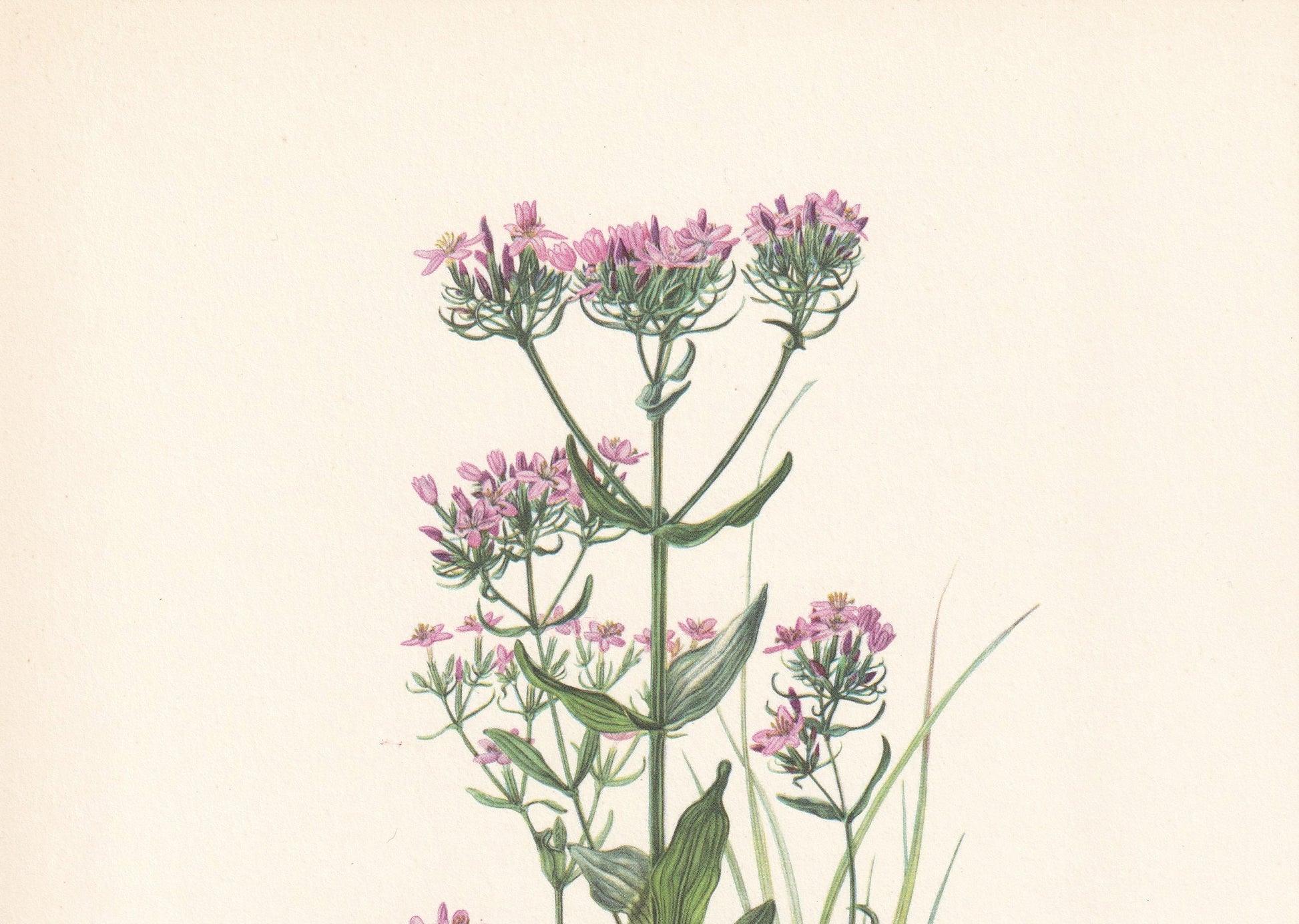 1960 COMMON CENTAURY Print - Botanical Print - Flower Painting - Flower Wall Art - Vintage Plant Print - 7.5 x 10.6 Inches