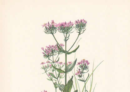 1960 COMMON CENTAURY Print - Botanical Print - Flower Painting - Flower Wall Art - Vintage Plant Print - 7.5 x 10.6 Inches