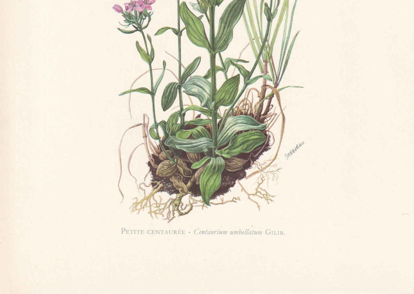 1960 COMMON CENTAURY Print - Botanical Print - Flower Painting - Flower Wall Art - Vintage Plant Print - 7.5 x 10.6 Inches