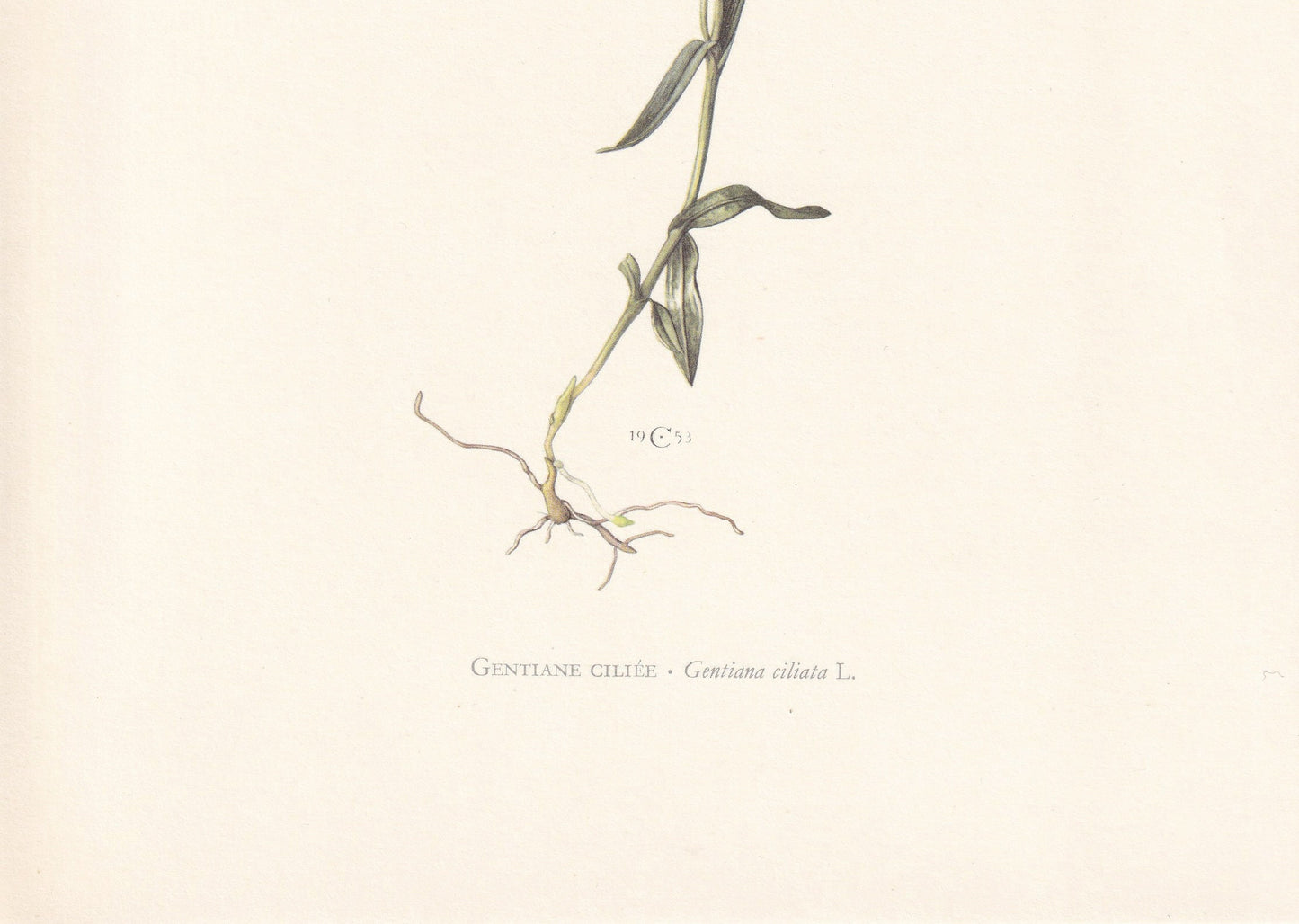 1960 FRINGED GENTIAN Print - Botanical Print - Flower Painting - Flower Wall Art - Vintage Plant Print - 7.5 x 10.6 Inches