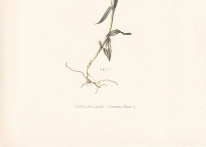 1960 FRINGED GENTIAN Print - Botanical Print - Flower Painting - Flower Wall Art - Vintage Plant Print - 7.5 x 10.6 Inches