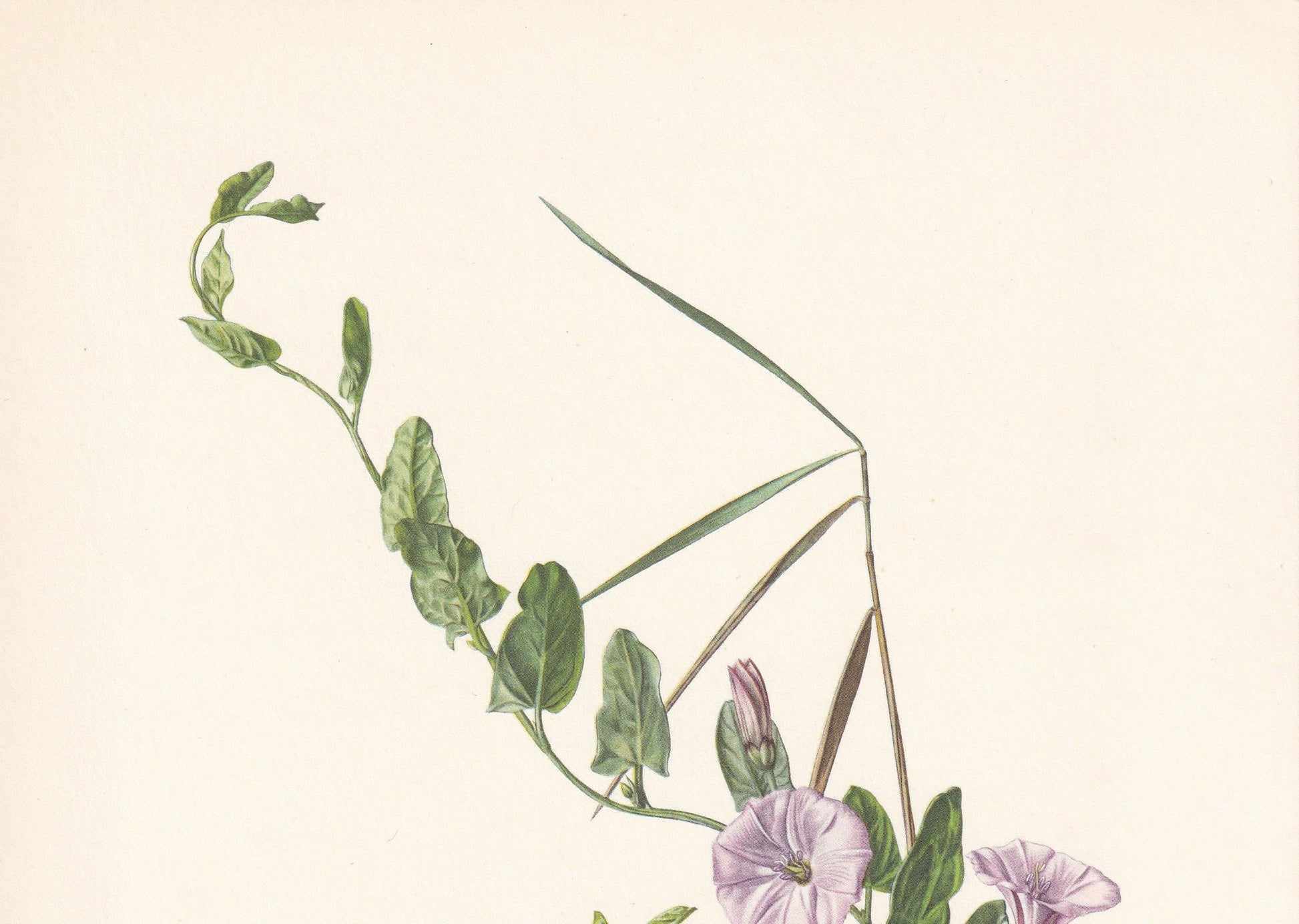 1960 FIELD BINDWEED Print - Botanical Print - Flower Painting - Flower Wall Art - Vintage Plant Print - 7.5 x 10.6 Inches