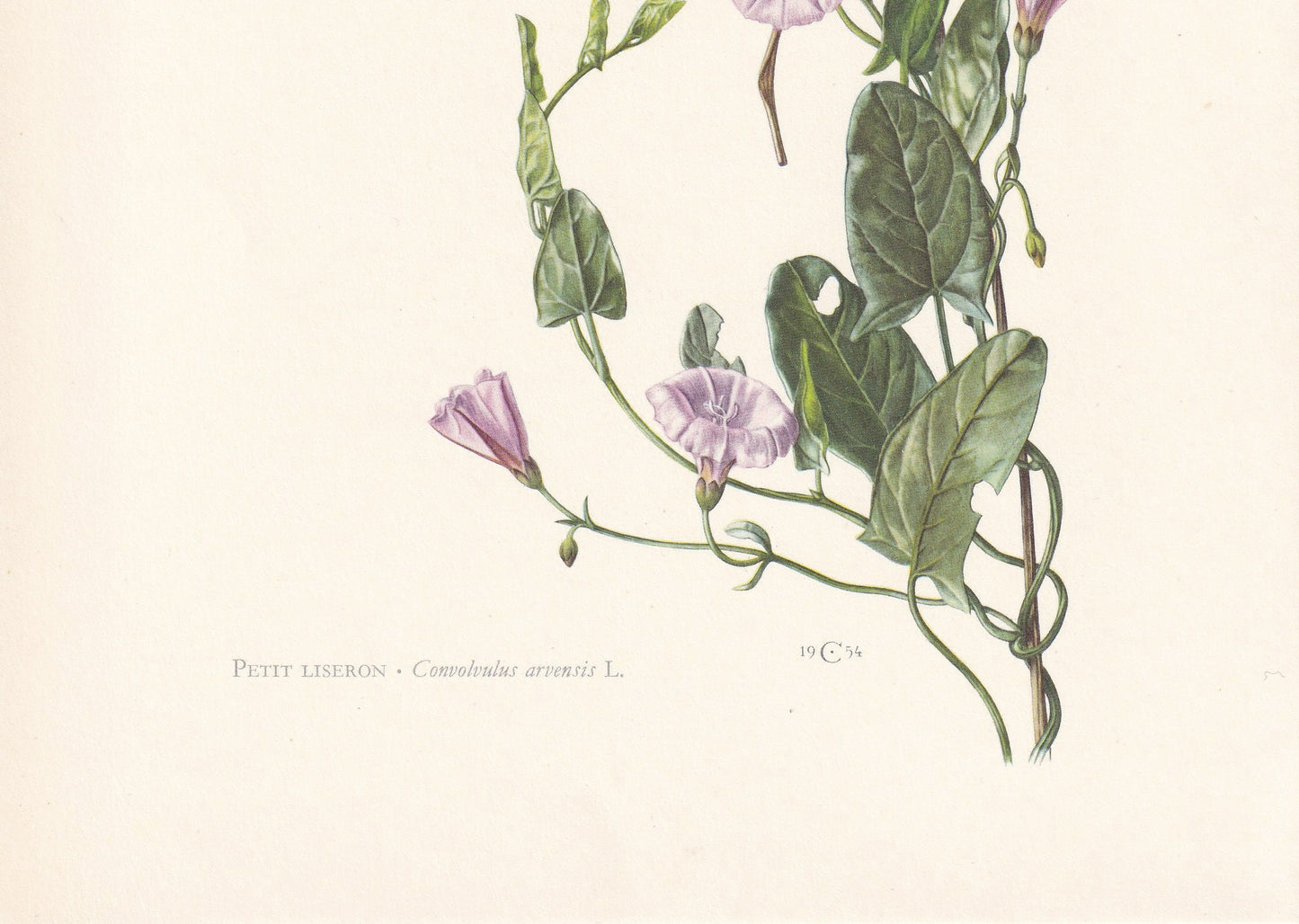 1960 FIELD BINDWEED Print - Botanical Print - Flower Painting - Flower Wall Art - Vintage Plant Print - 7.5 x 10.6 Inches