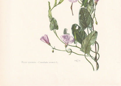 1960 FIELD BINDWEED Print - Botanical Print - Flower Painting - Flower Wall Art - Vintage Plant Print - 7.5 x 10.6 Inches