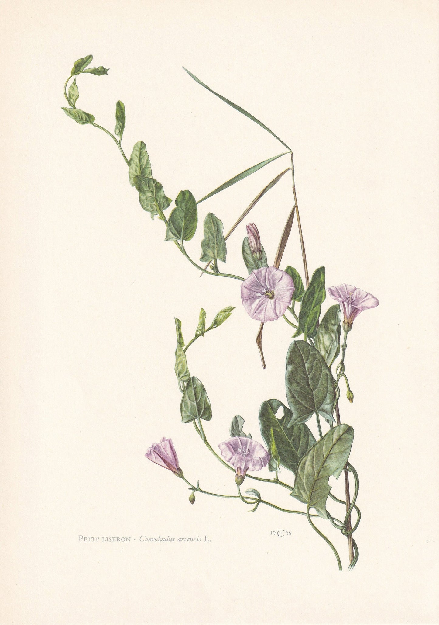 1960 FIELD BINDWEED Print - Botanical Print - Flower Painting - Flower Wall Art - Vintage Plant Print - 7.5 x 10.6 Inches