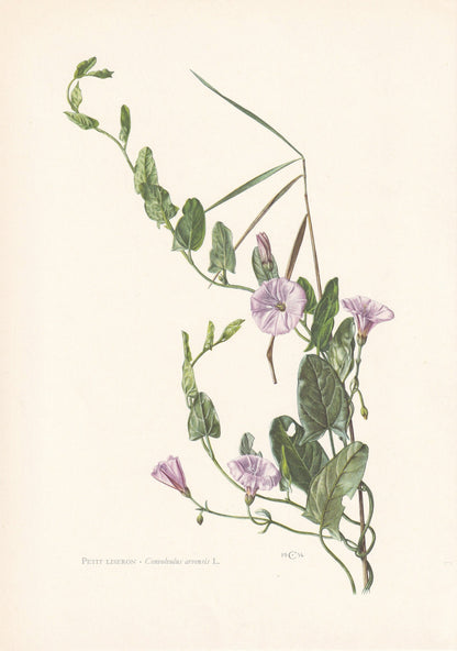 1960 FIELD BINDWEED Print - Botanical Print - Flower Painting - Flower Wall Art - Vintage Plant Print - 7.5 x 10.6 Inches