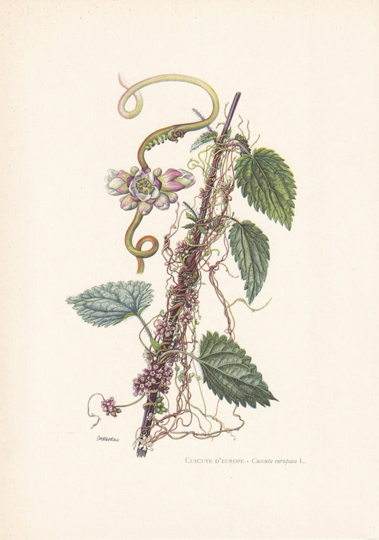 1960 GREATER DODDER Print - Botanical Print - Flower Painting - Flower Wall Art - Vintage Plant Print - 7.5 x 10.6 Inches