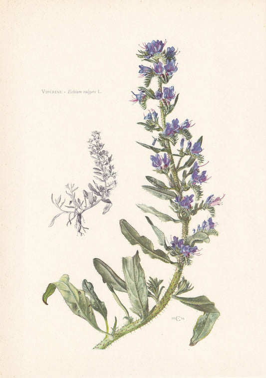 1960 VIPER'S BUGLOSS (BLUEWEED) Print - Botanical Print - Flower Painting - Flower Wall Art - Vintage Plant Print - 7.5 x 10.6 Inches