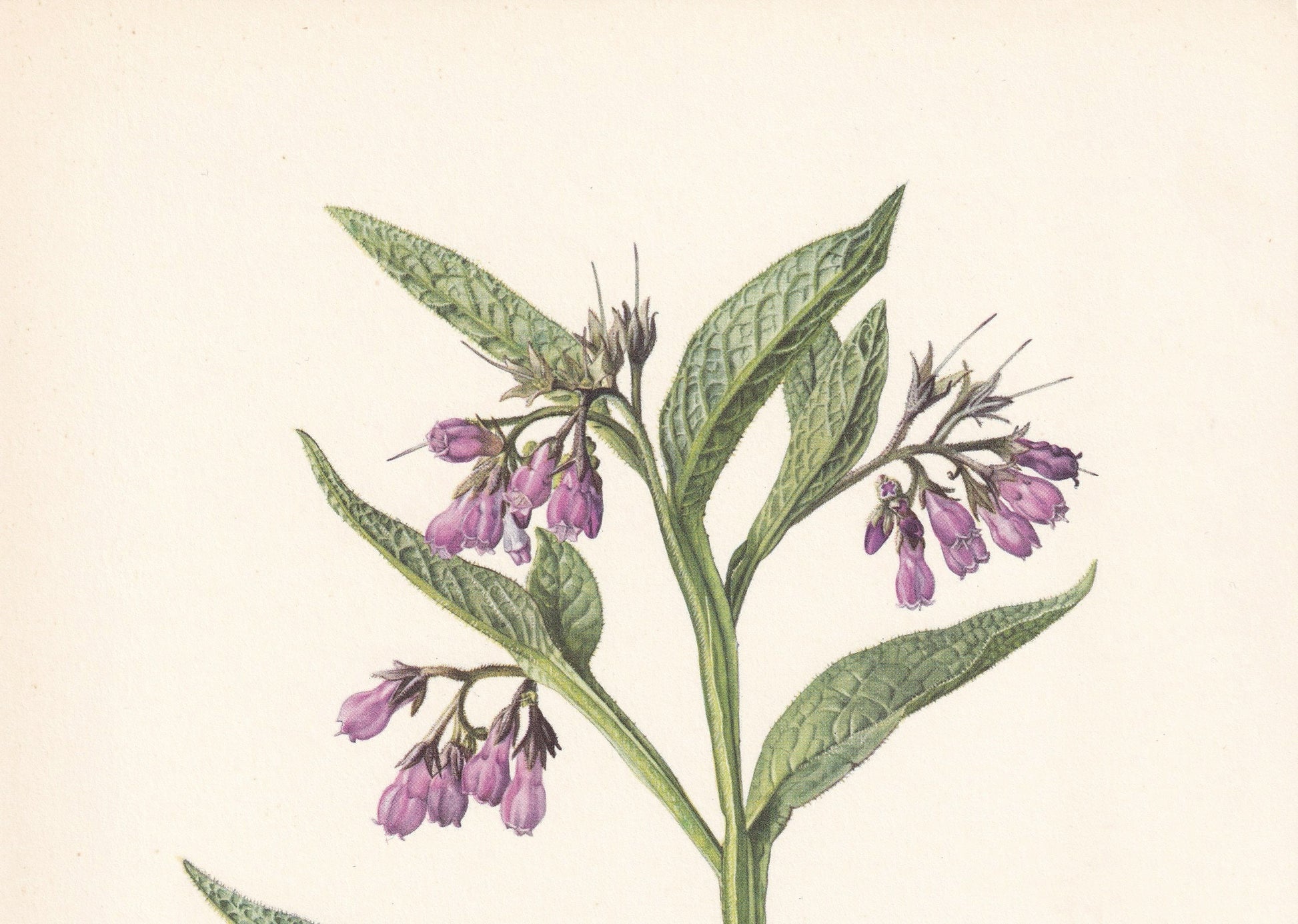 1960 COMMON COMFREY Print - Botanical Print - Flower Painting - Flower Wall Art - Vintage Plant Print - 7.5 x 10.6 Inches