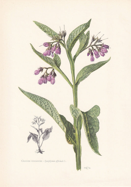 1960 COMMON COMFREY Print - Botanical Print - Flower Painting - Flower Wall Art - Vintage Plant Print - 7.5 x 10.6 Inches