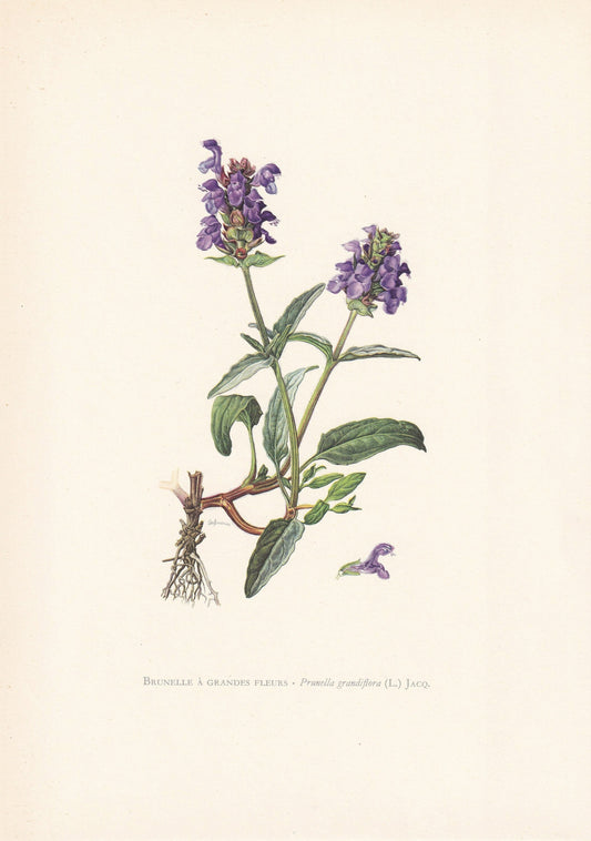 1960 SELF-HEAL Print - Botanical Print - Flower Painting - Flower Wall Art - Vintage Plant Print - 7.5 x 10.6 Inches