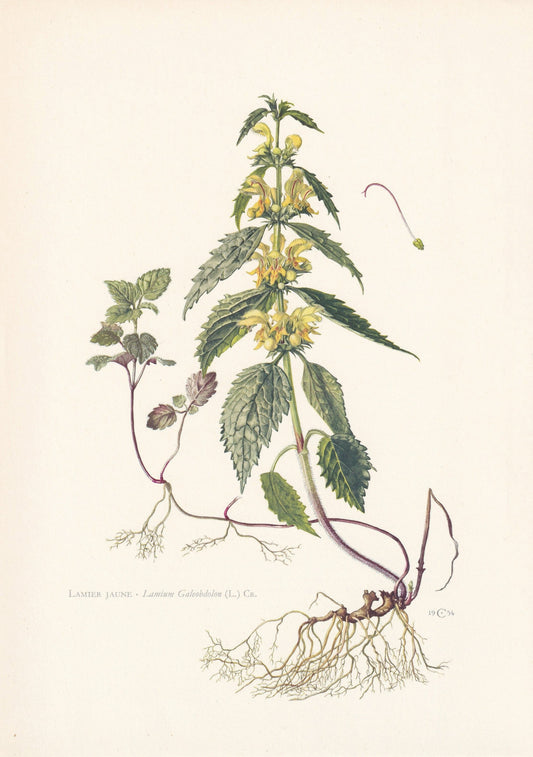 1960 YELLOW ARCHANGEL Print - Botanical Print - Flower Painting - Flower Wall Art - Vintage Plant Print - 7.5 x 10.6 Inches
