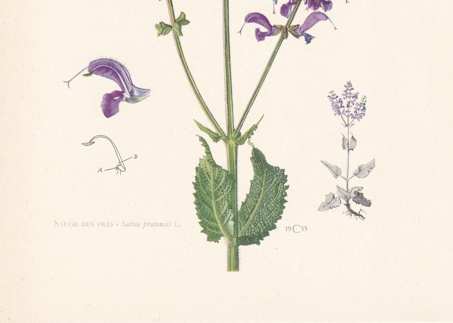 1960 MEADOW SAGE Print - Botanical Print - Flower Painting - Flower Wall Art - Vintage Plant Print - 7.5 x 10.6 Inches