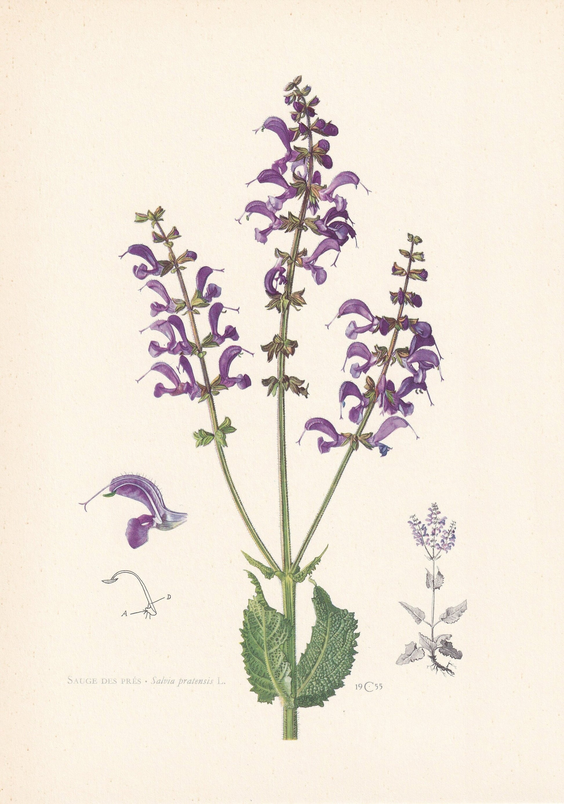 1960 MEADOW SAGE Print - Botanical Print - Flower Painting - Flower Wall Art - Vintage Plant Print - 7.5 x 10.6 Inches