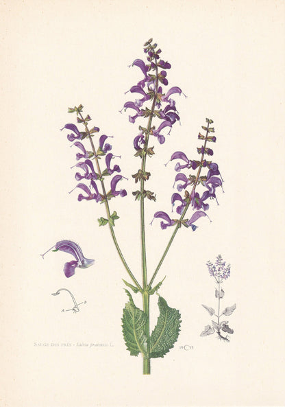 1960 MEADOW SAGE Print - Botanical Print - Flower Painting - Flower Wall Art - Vintage Plant Print - 7.5 x 10.6 Inches