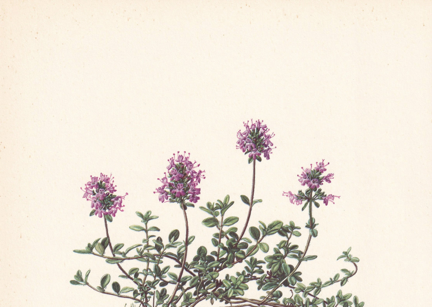 1960 BROAD-LEAVED THYME Print - Botanical Print - Flower Painting - Flower Wall Art - Vintage Plant Print - 7.5 x 10.6 Inches