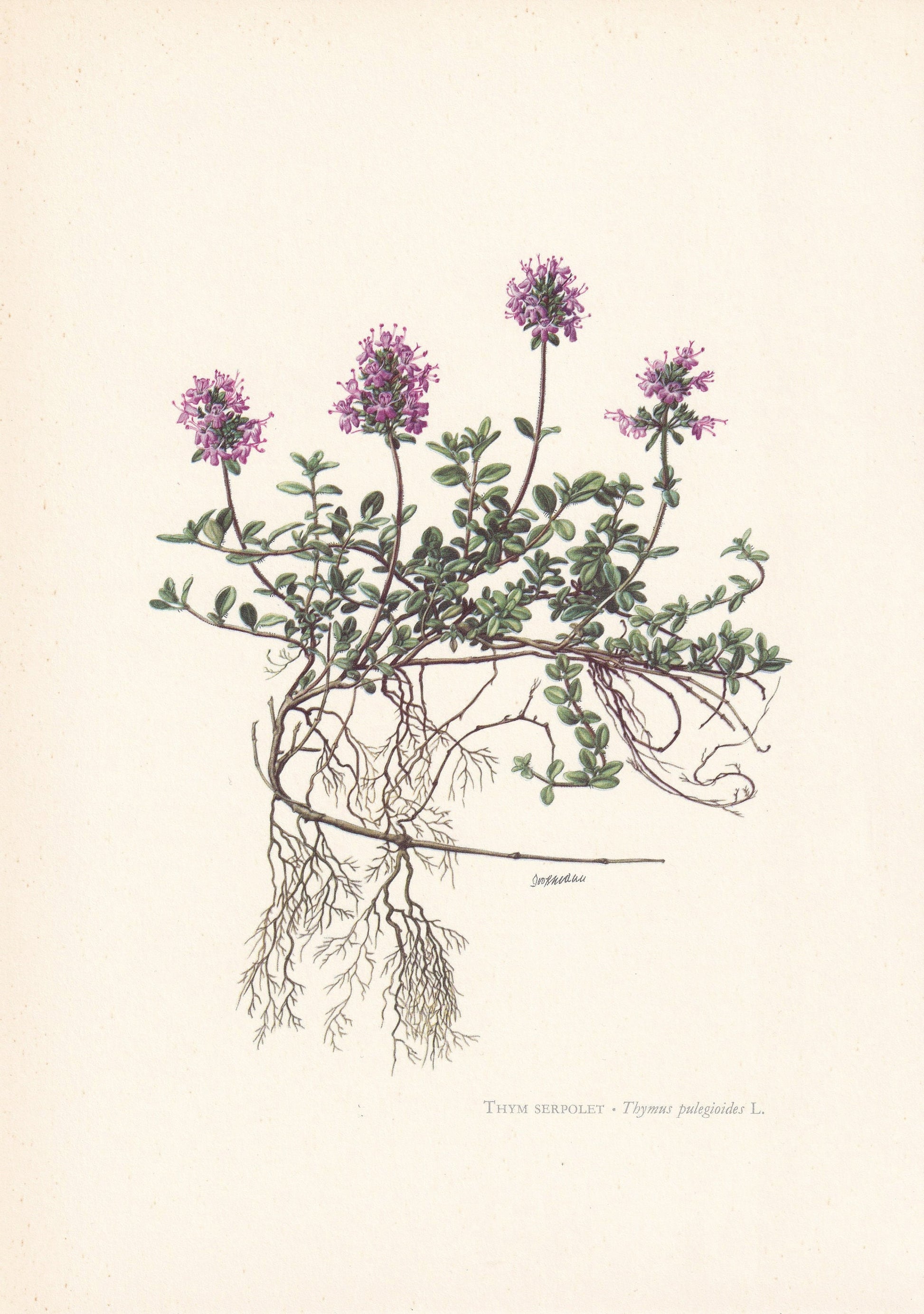 1960 BROAD-LEAVED THYME Print - Botanical Print - Flower Painting - Flower Wall Art - Vintage Plant Print - 7.5 x 10.6 Inches
