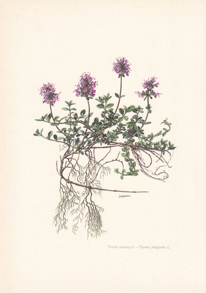 1960 BROAD-LEAVED THYME Print - Botanical Print - Flower Painting - Flower Wall Art - Vintage Plant Print - 7.5 x 10.6 Inches
