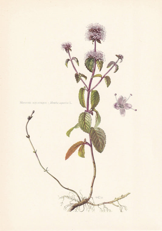 1960 WATER MINT Print - Botanical Print - Flower Painting - Flower Wall Art - Vintage Plant Print - 7.5 x 10.6 Inches
